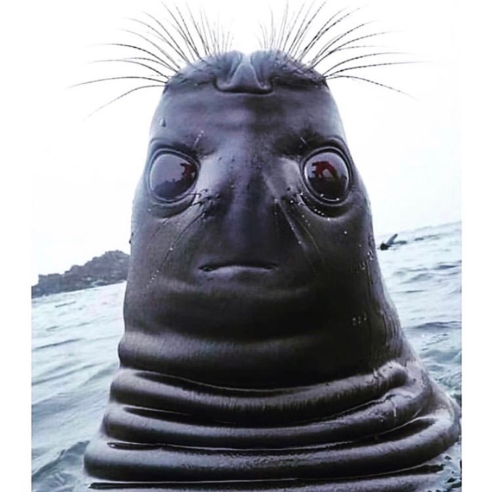 Meet your Posher, Ozzion